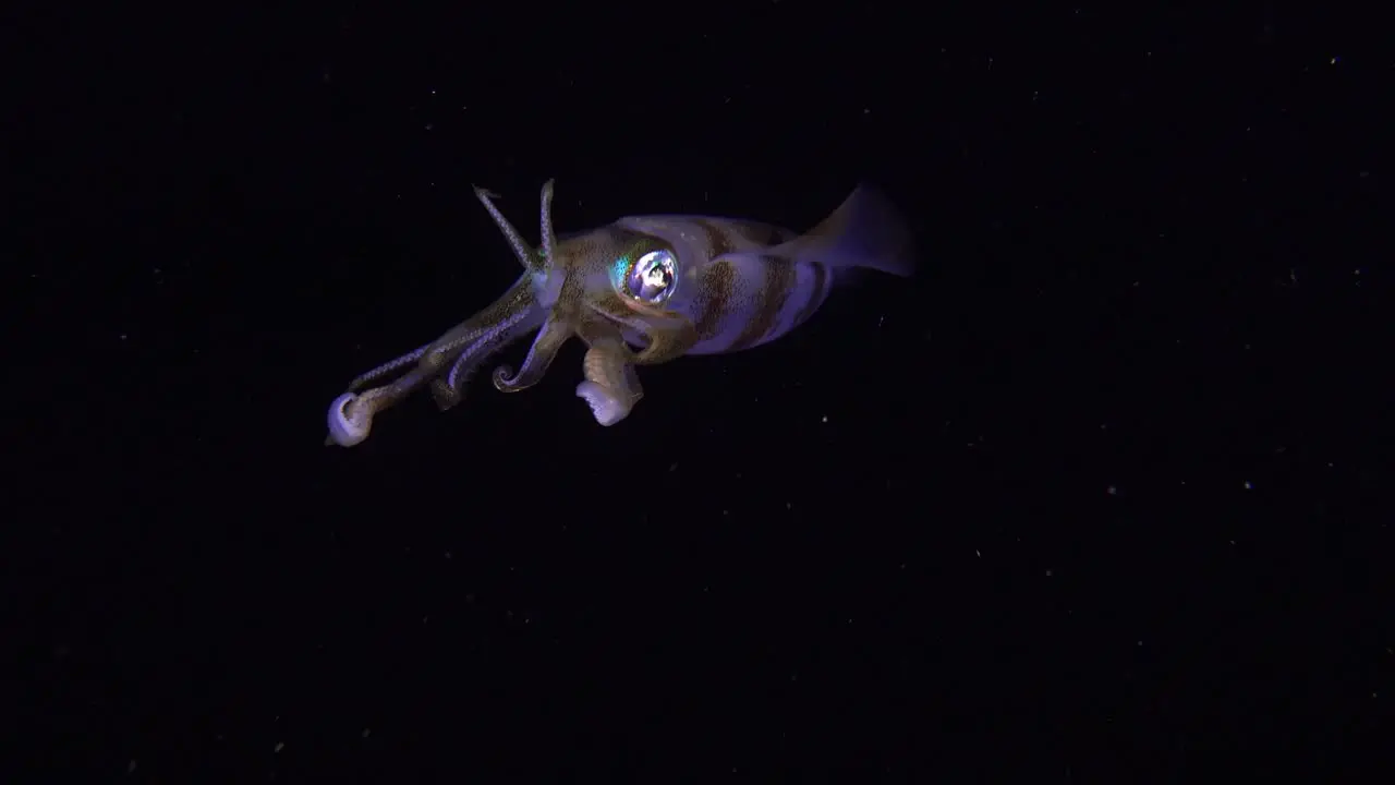 Big fin reef squid at night