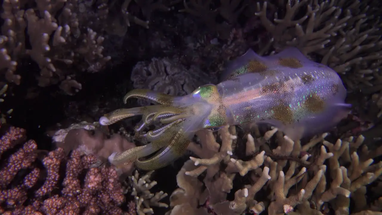 Big fin reef squid filmed from above showing vivid colors at night while swimming over a tropical coral reef