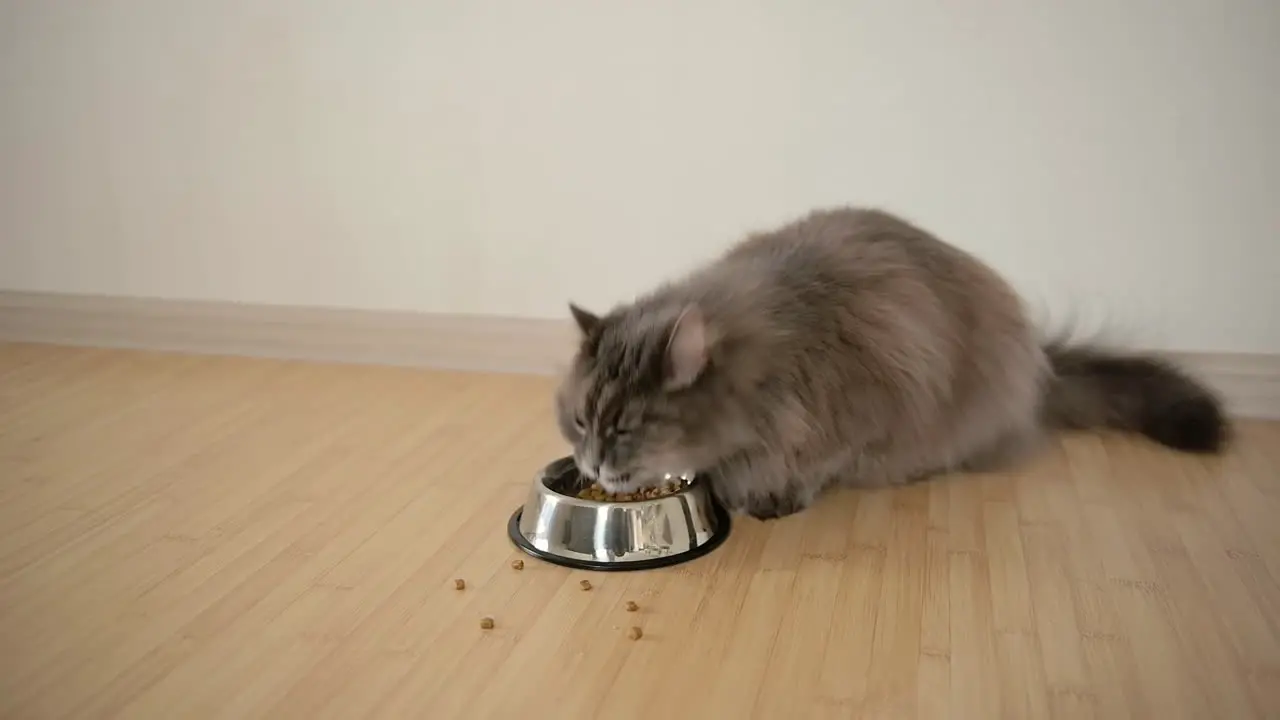 Primer Plano De Un Gato Gris Hambriento Y Esponjoso Comiendo Comida Del Tazón De Metal En Casa 1