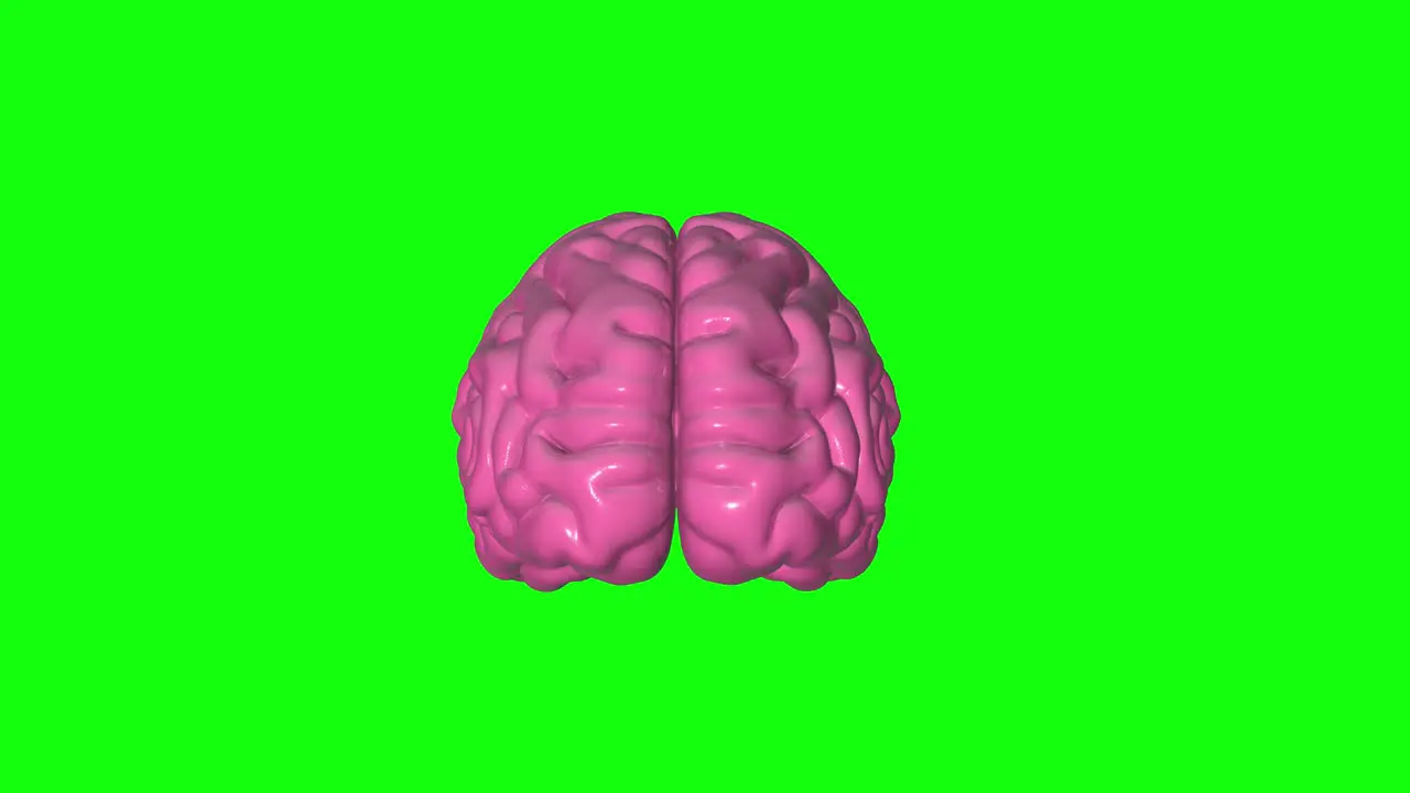 3d human brain anatomy green screen