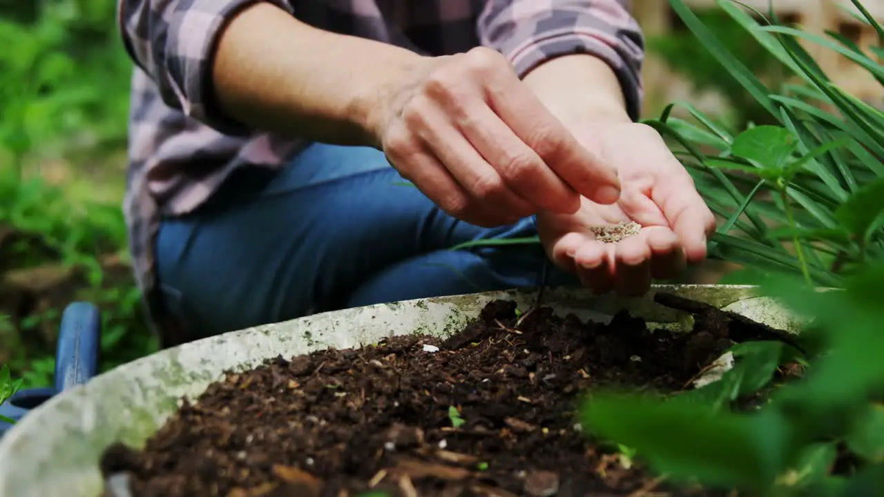 Woman sowing seeds in the garden 4k