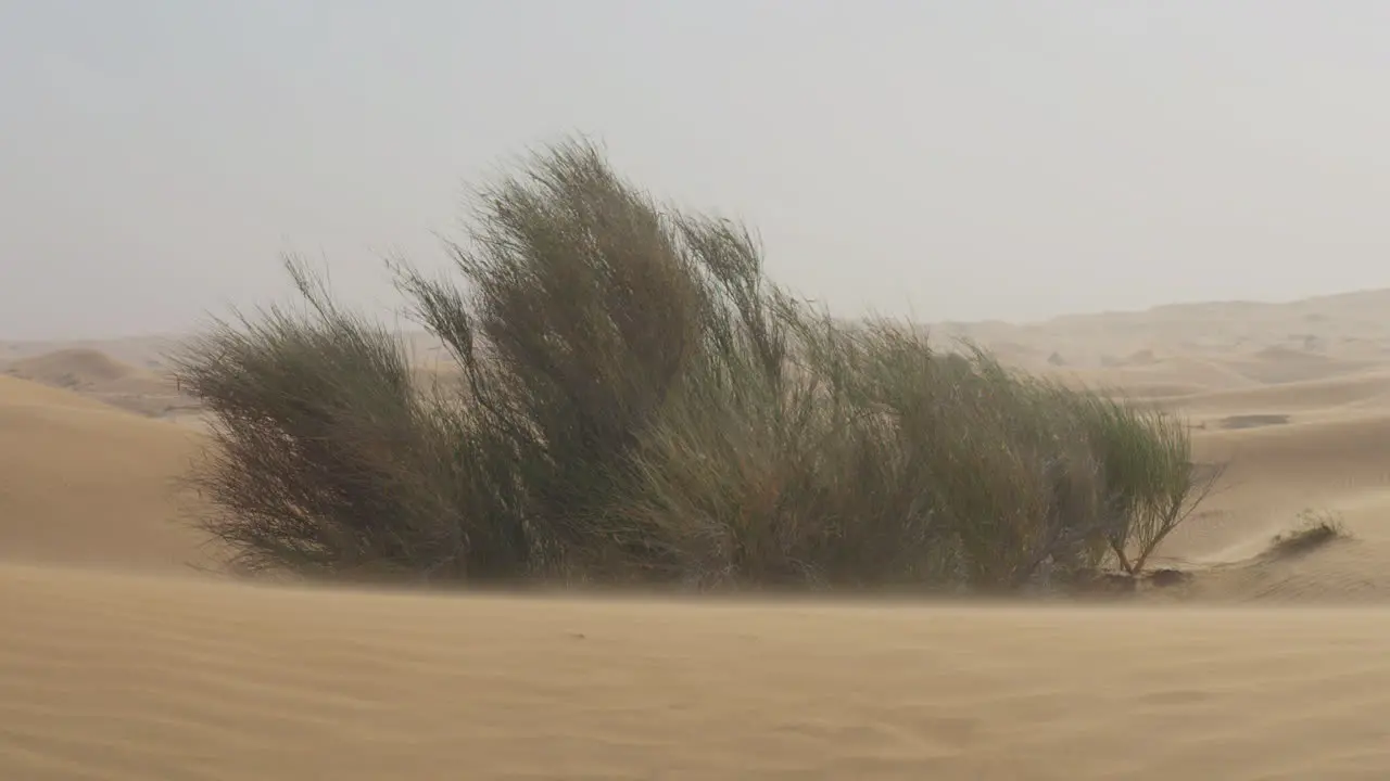 Desert Shrubs Blowing In The Wind