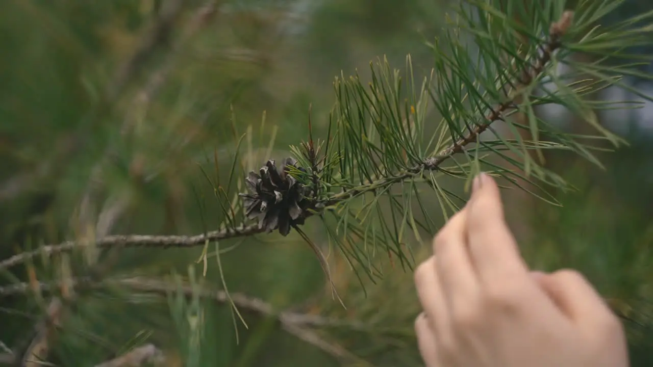 A Woman's Hands Caress The Pine Tree's Branches 1