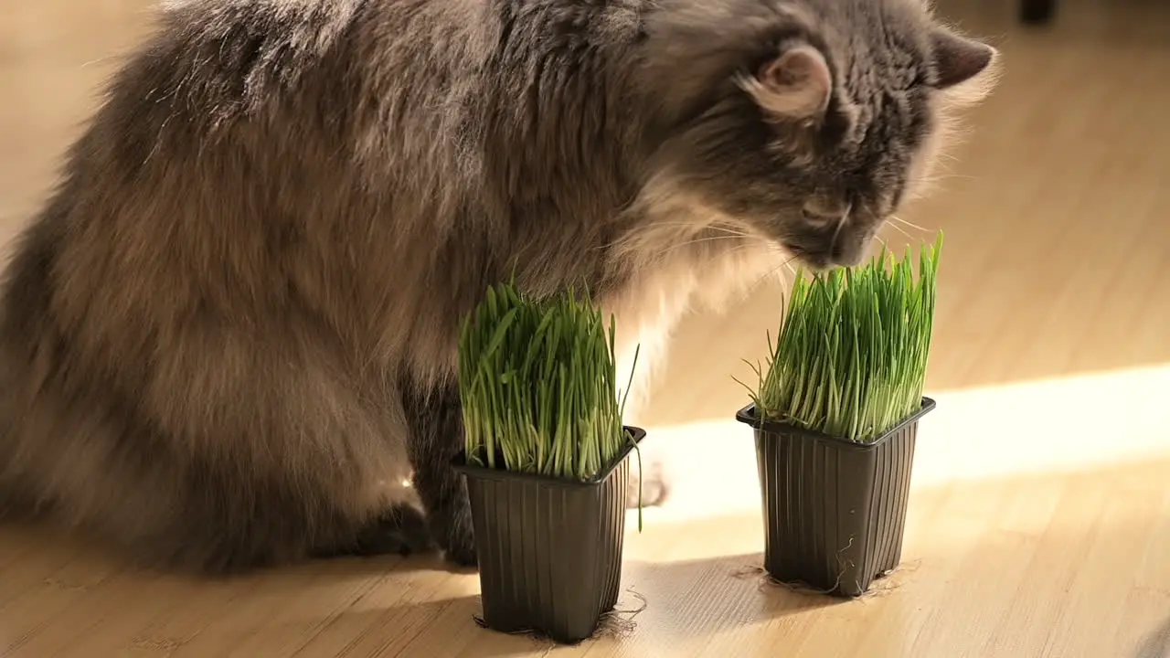 Fluffly Grey Cat Sniffing And Licking Fresh Catnip At Home