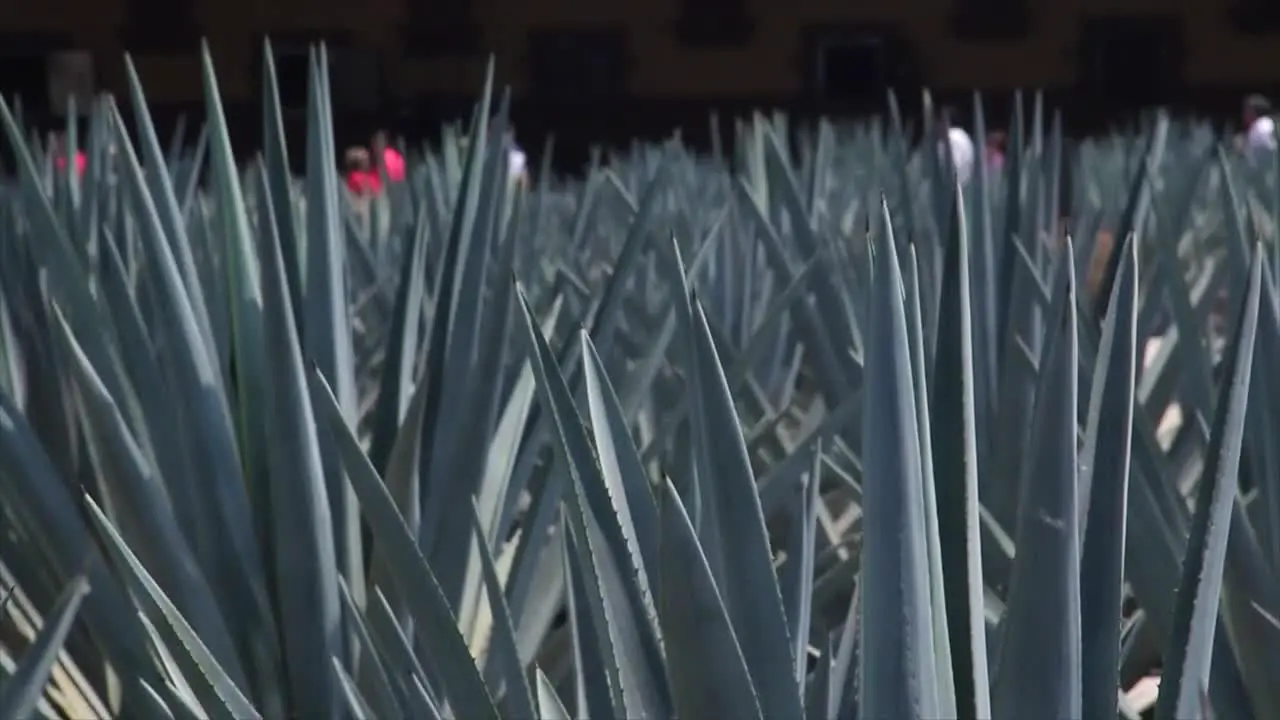 blue agave close up people walking in the back