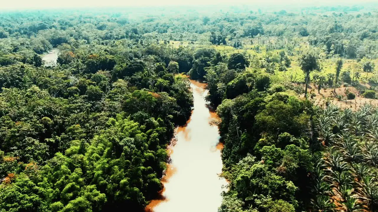 big river in the amazonian and trees