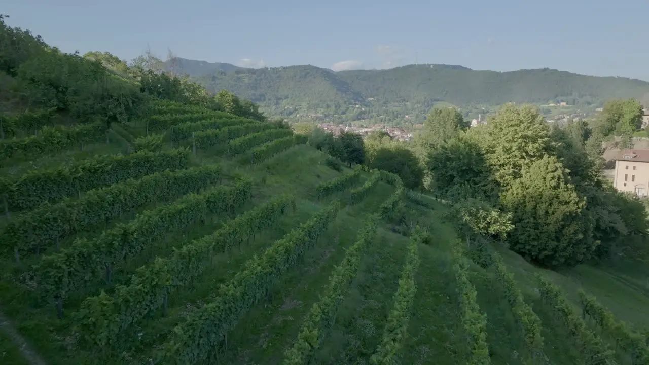 A small vineyard near the city of Bergamo Italy