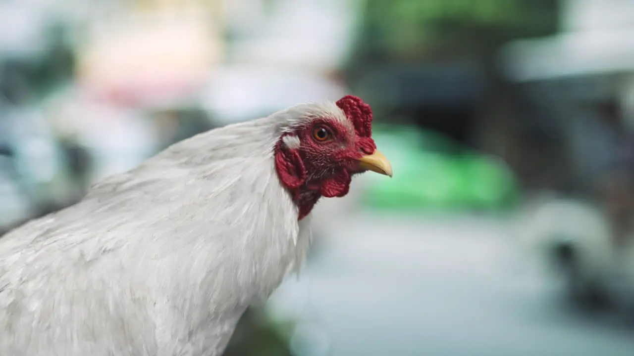 Handheld video shows of hen in the Vietnamese street