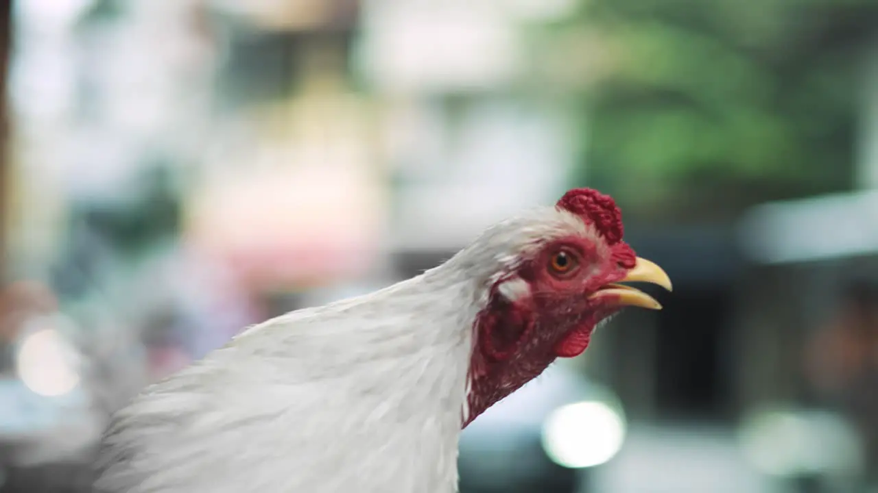 Handheld view of hen and blurred Vietnamese street