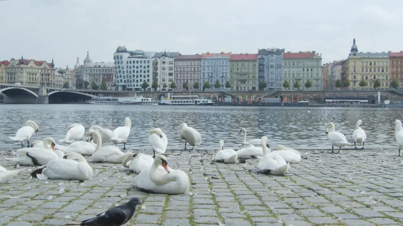 Swans and birds chilling near city river