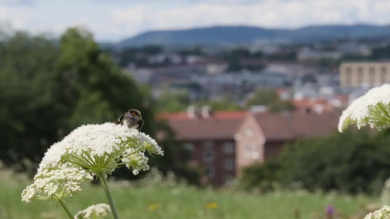 Bumblebee on a flower with city background