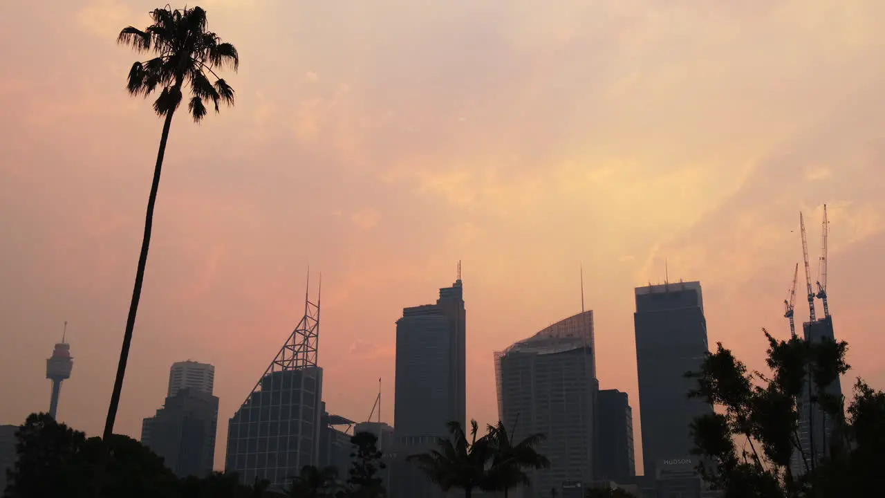 Pan up on silhouette of Sydney city skyline at sunset with palm tree