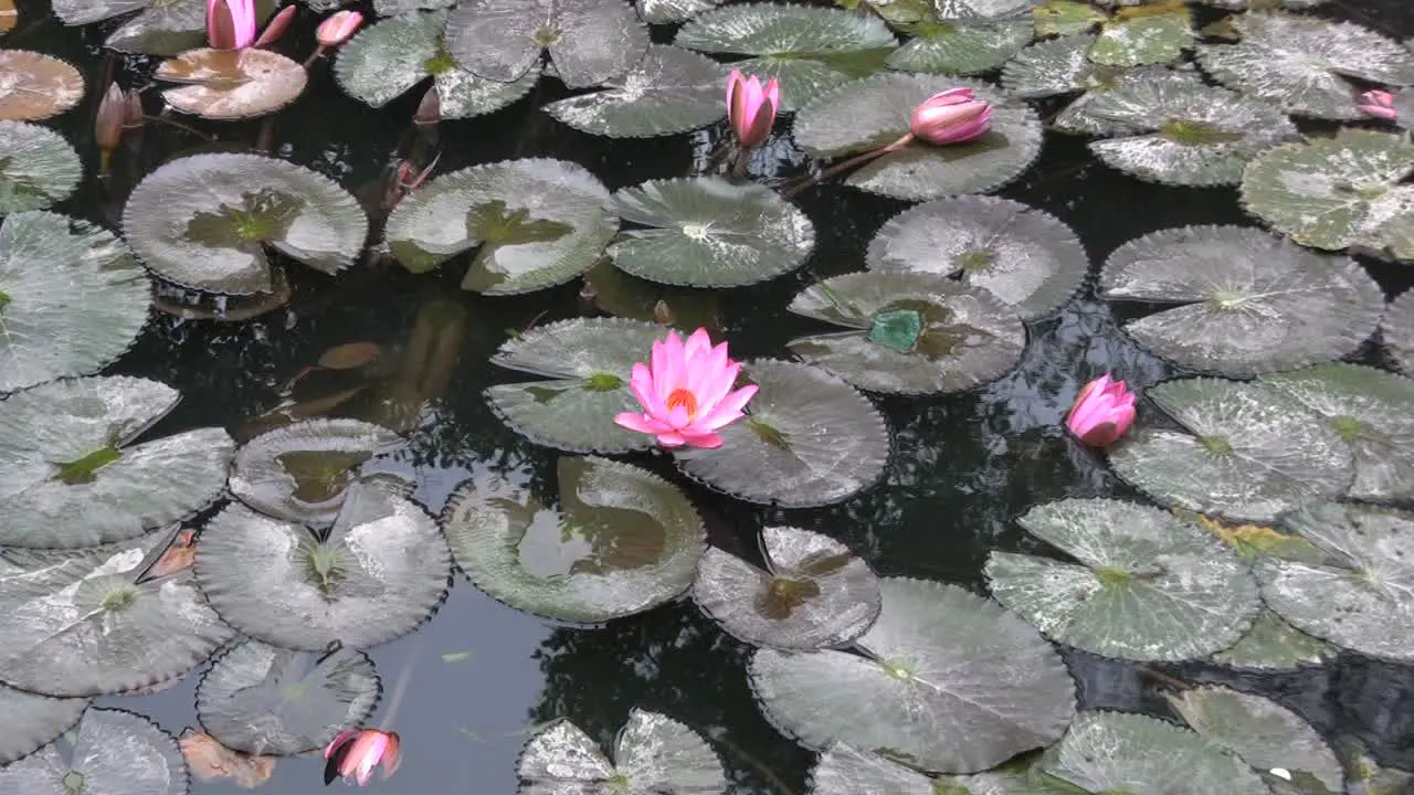 Hanoi lotus