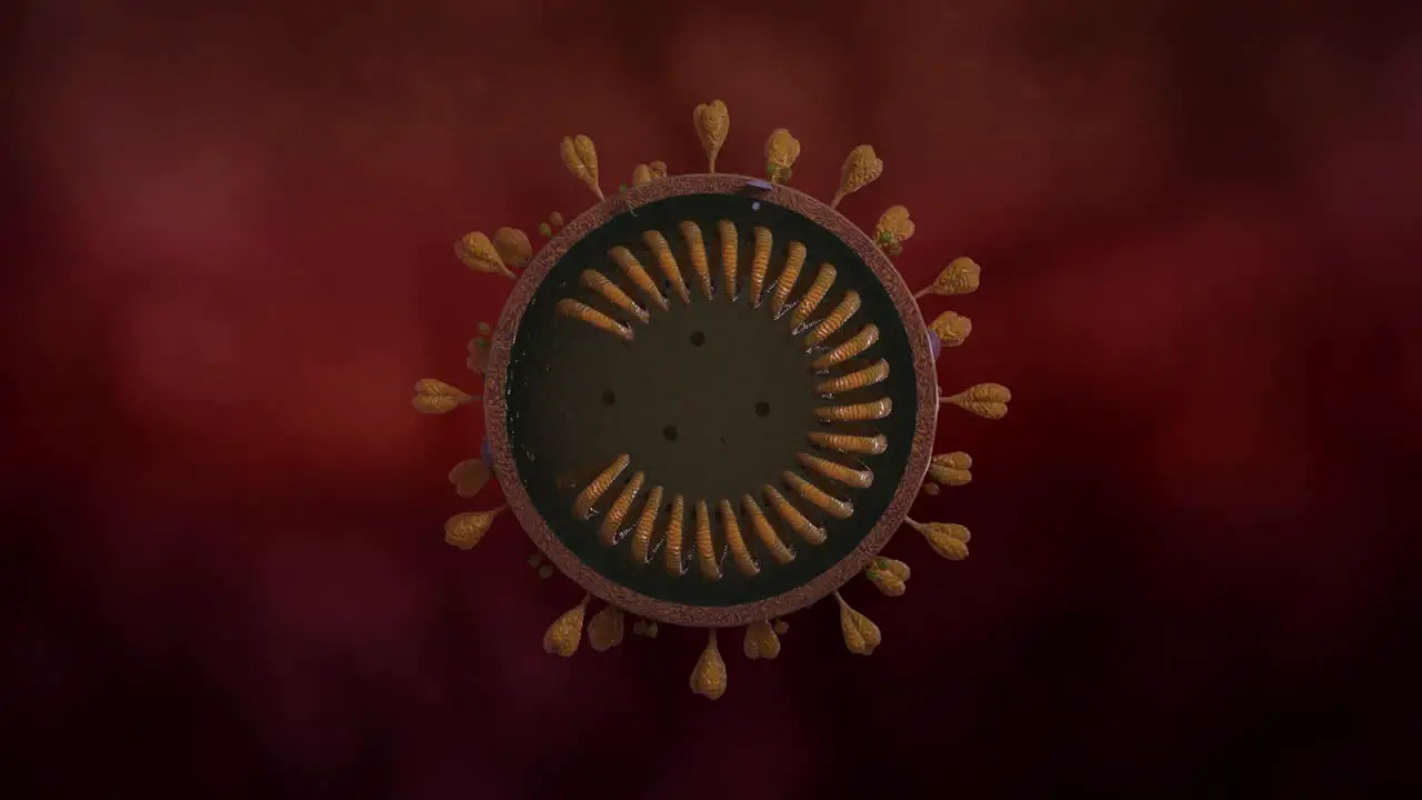 Animated Coronavirus virus showing its internal structure