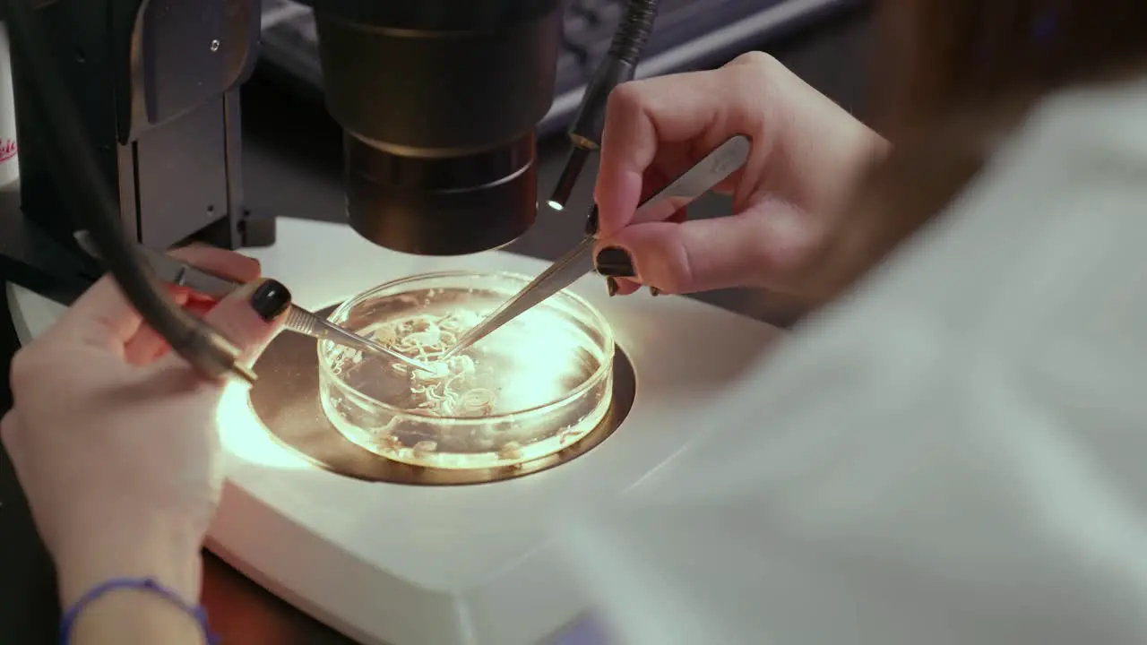 A lab technician examines a sample in a Petrie dish under the microscope