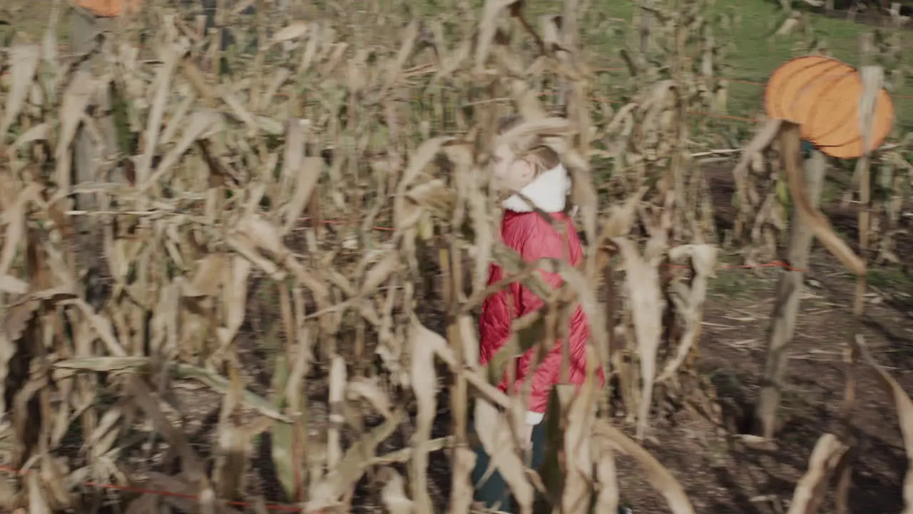 A child walks in a maze of corn Entertainment at the Halloween Fair