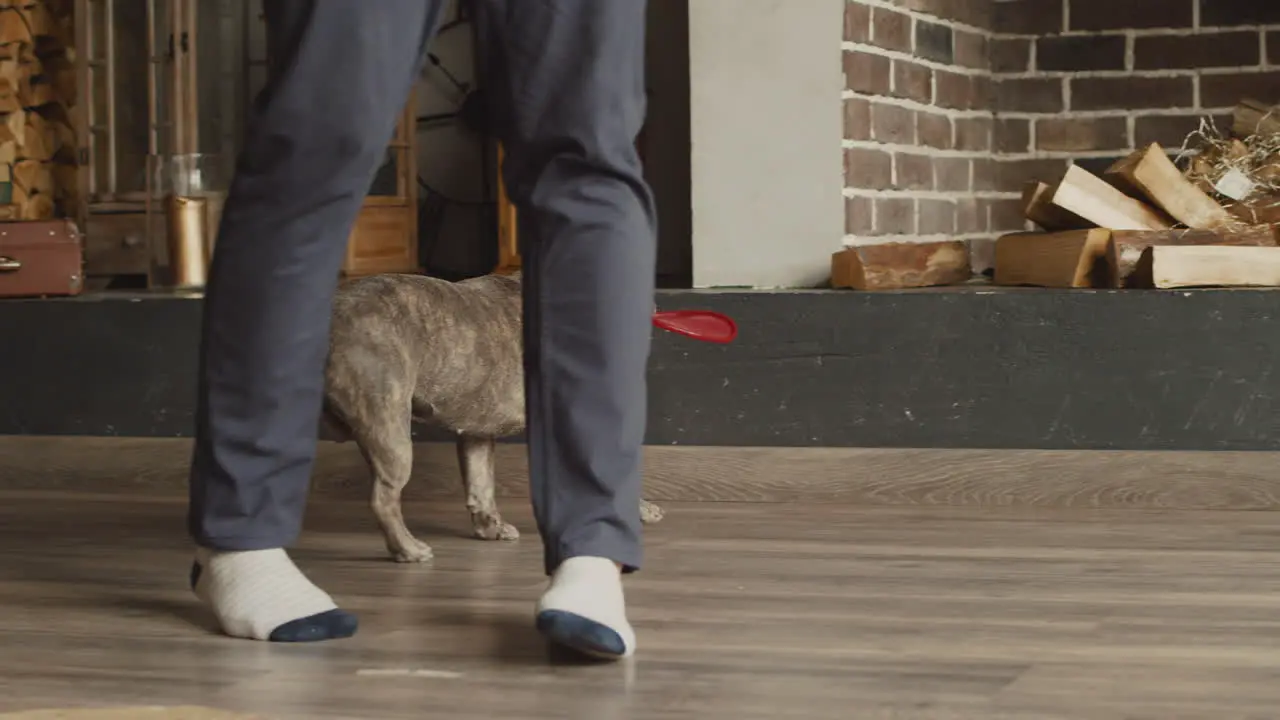 Bulldog Dog With A Frisbee In His Mouth While Walking In The Living Room At Home 1