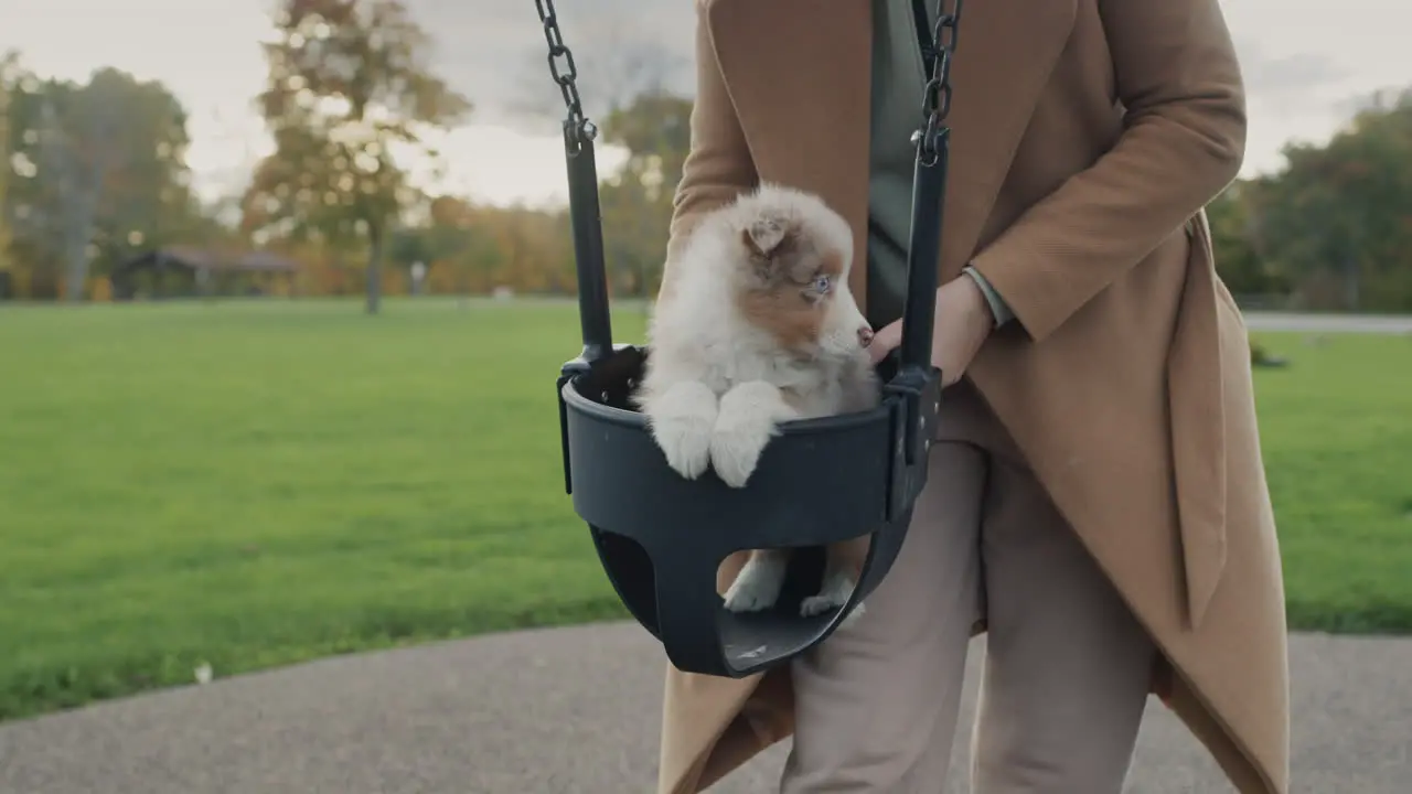 The owner rides a small puppy on a swing in the park Having fun with your pet