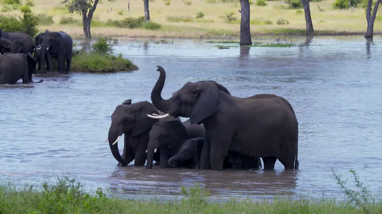 Elephant family standing together in savannah lake one raising trunk