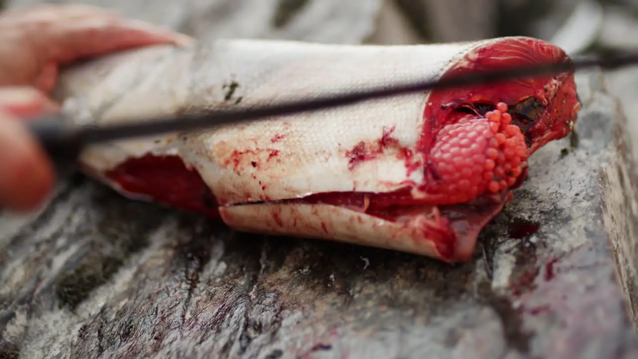 Cutting cleaning and gutting a wild salmon with a knife