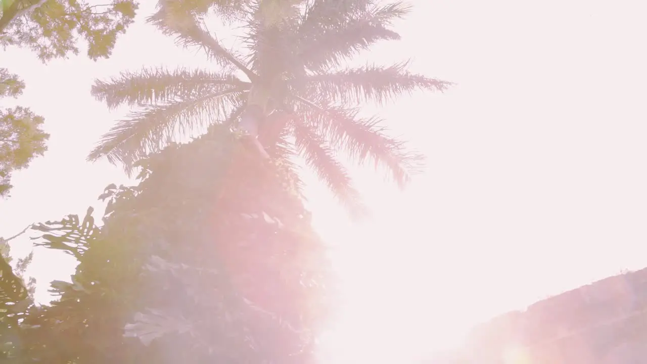 Fort Hamilton Bermuda close-up of palm tree and fort walls with tropical foliage vines and lens flare on a bright sunny day