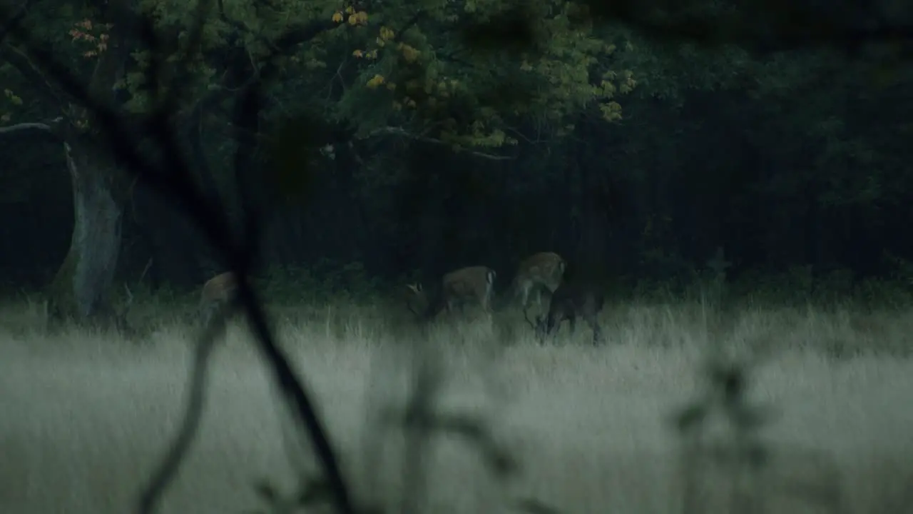 Some fallow deer eating in the british military training area Senne in Paderborn Germany