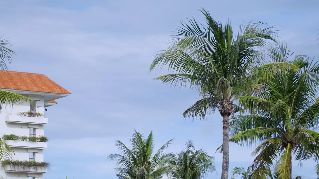 Coconut Palm Trees Outside Building Of Shangri-la Hotel In Cebu Philippines