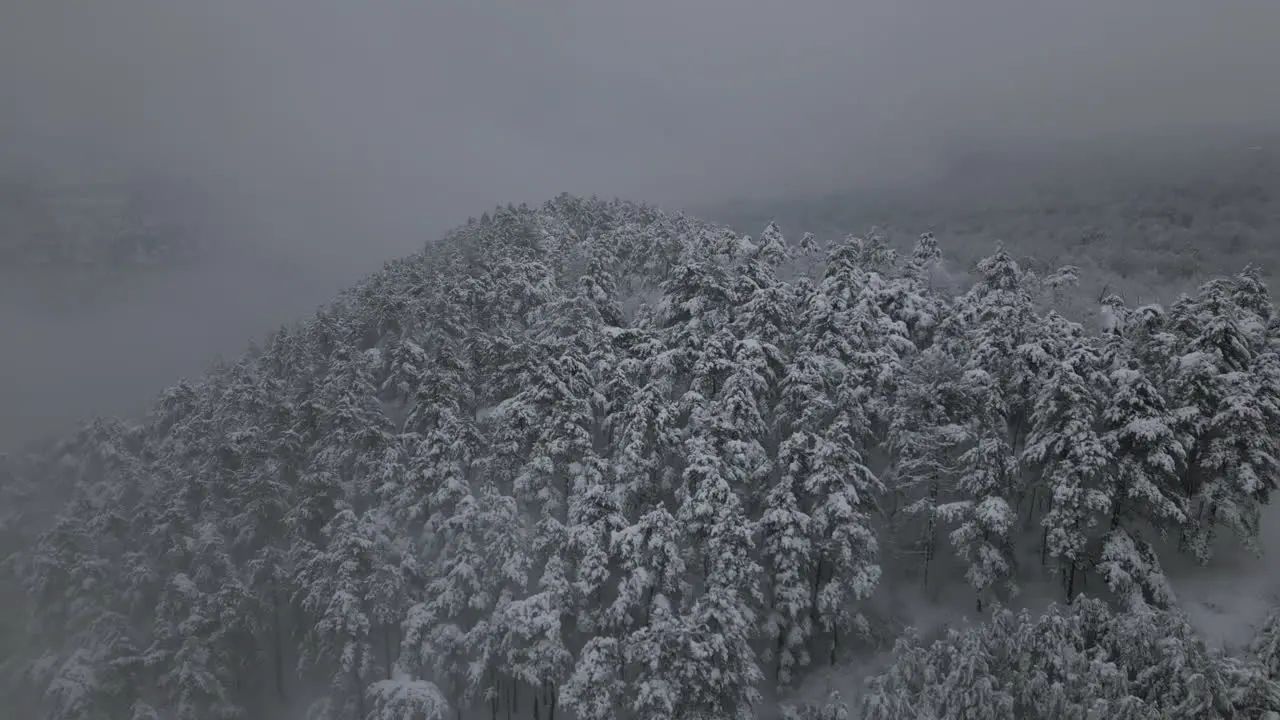 Aerial Footage winter forest with snow