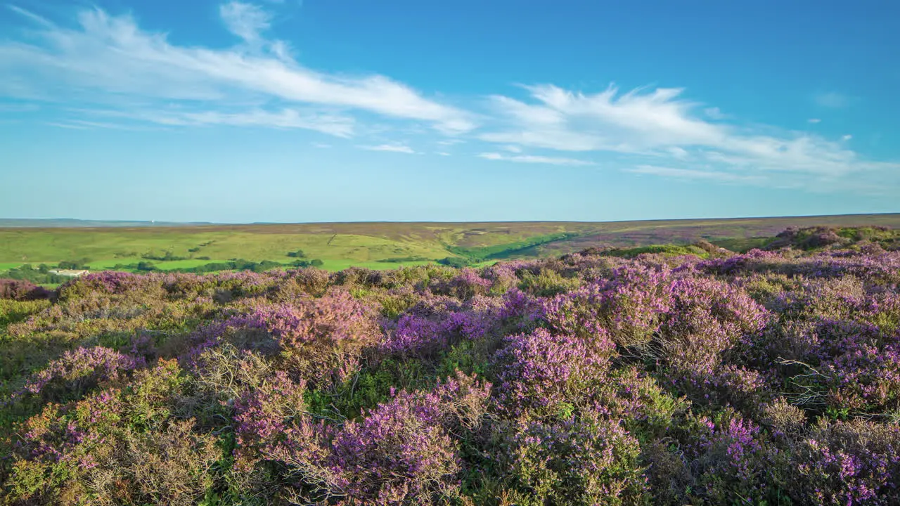 North York Moors Heather Timelapse taken in summer above Lealholm towards Glaisdale Dale