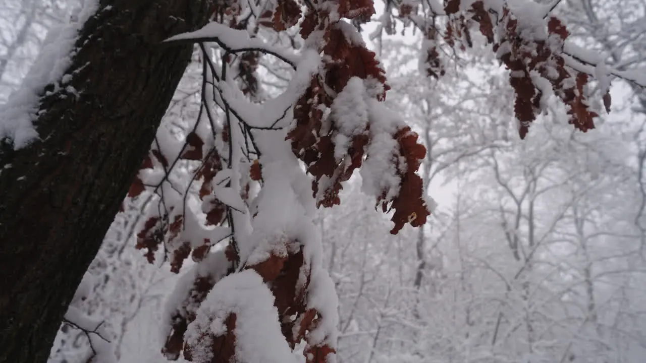 Tree in winter snow in holiday winter forest