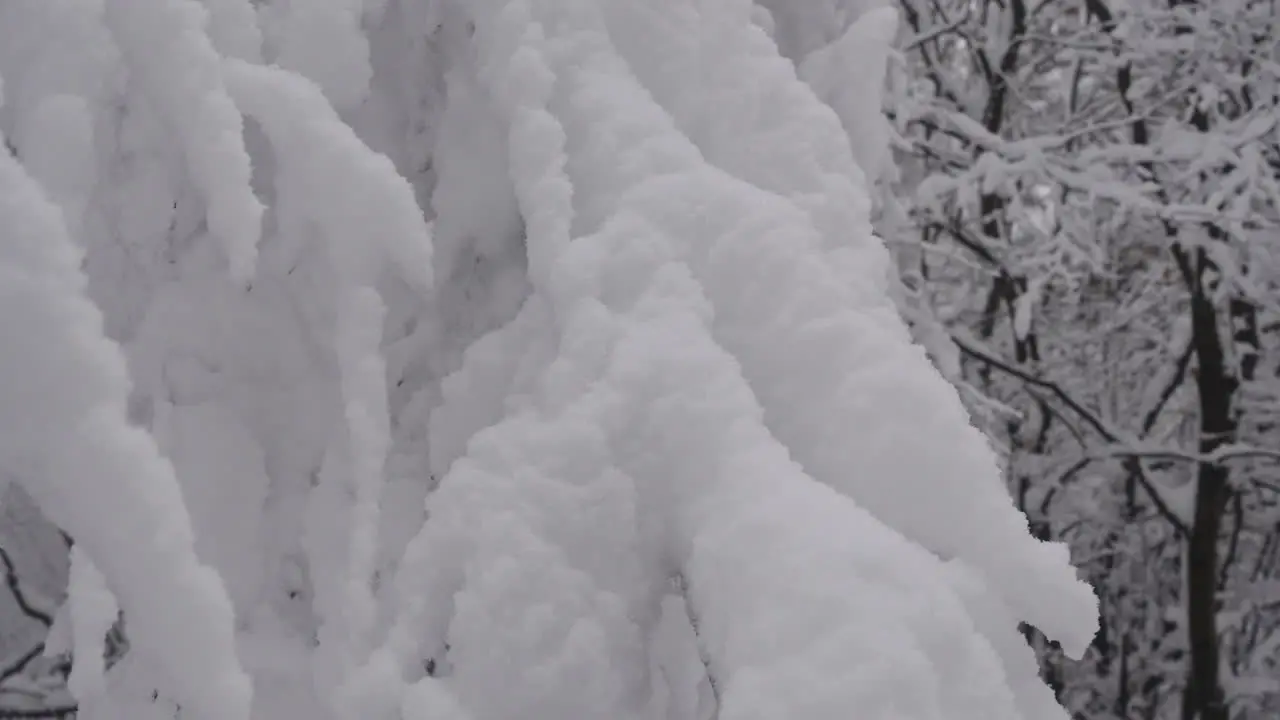 Tree in winter snow in holiday snowy forest