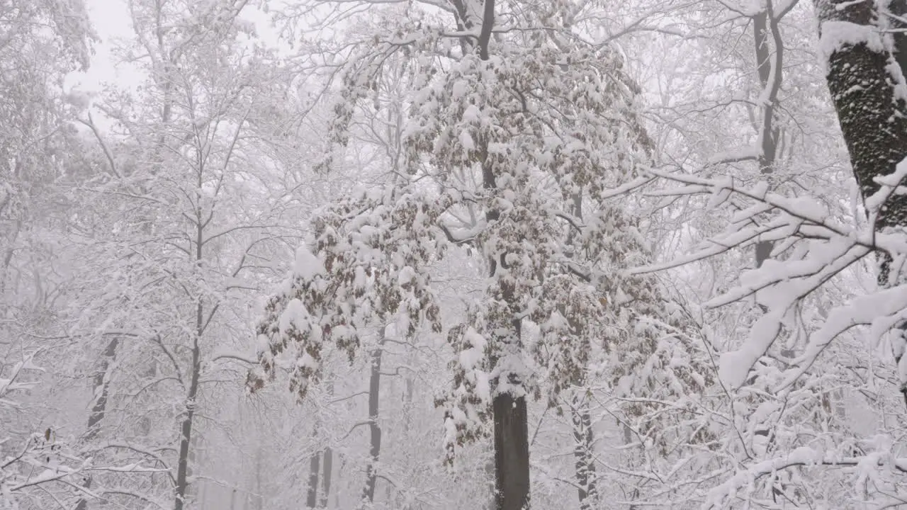 Snow Forest in white Winter