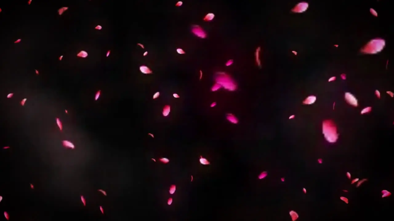 Rose Petals floating and Falling animation on black background