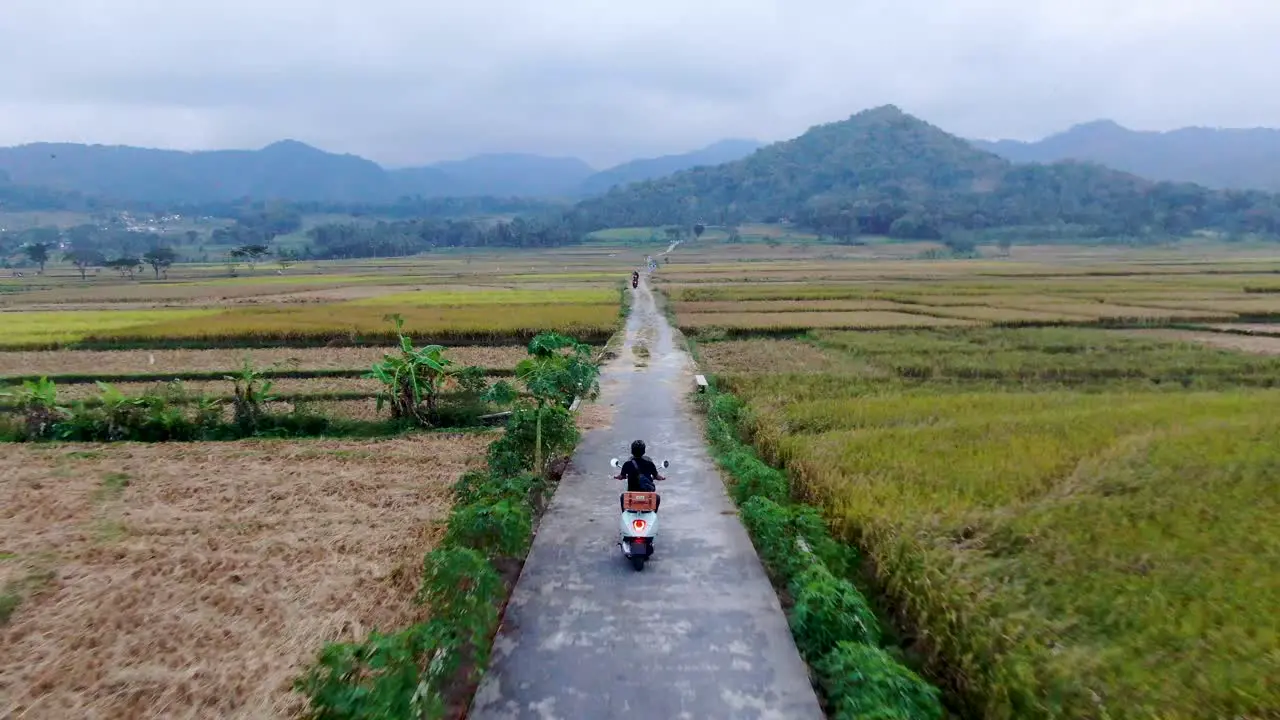 Back view of man without helmet driving motorbike on rural road between rice fields Indonesia