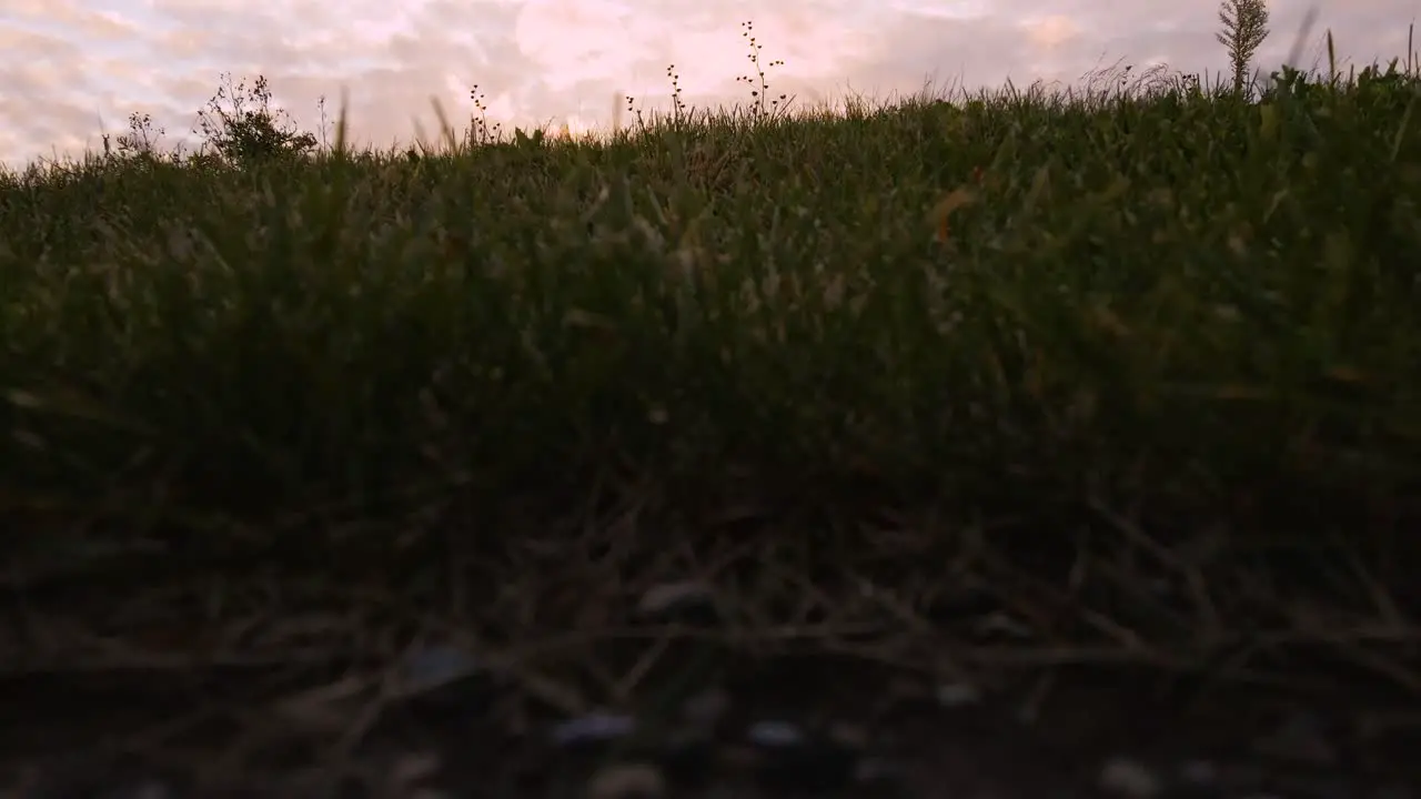 Grass up close in Middle Michigan during Autumn