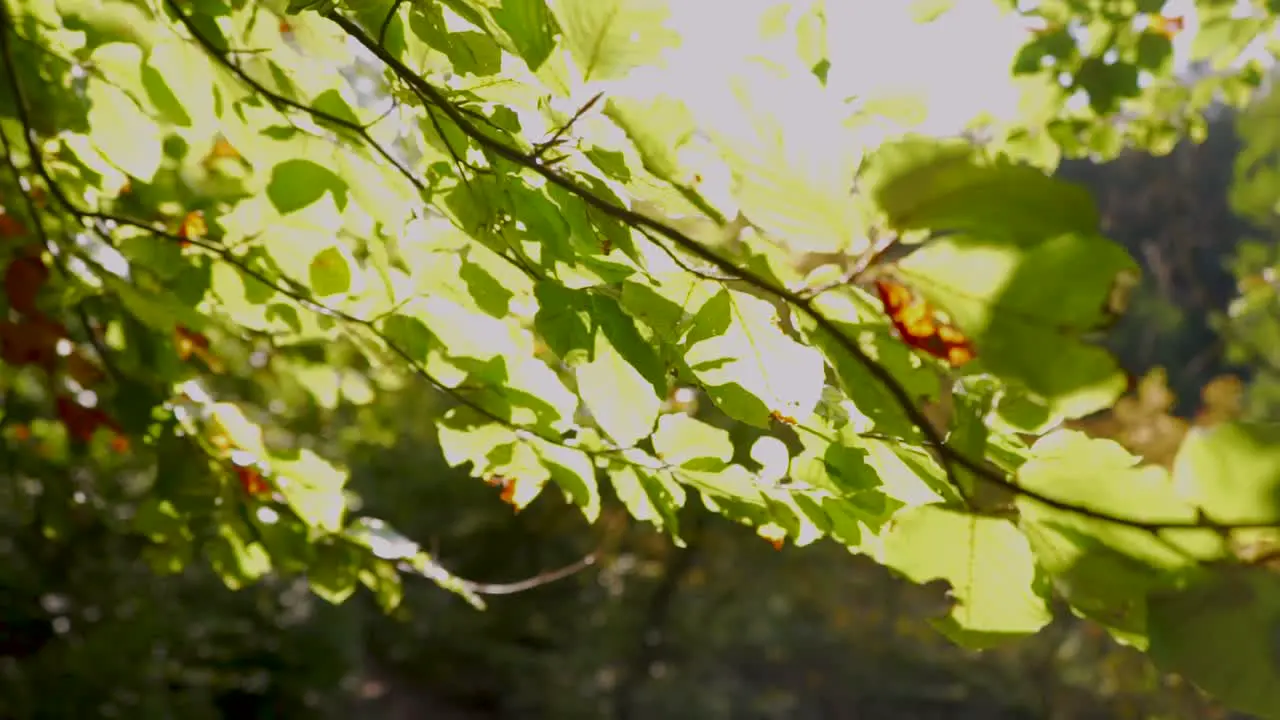 sun rays are shining through leaves as the camera are moving forward in forest