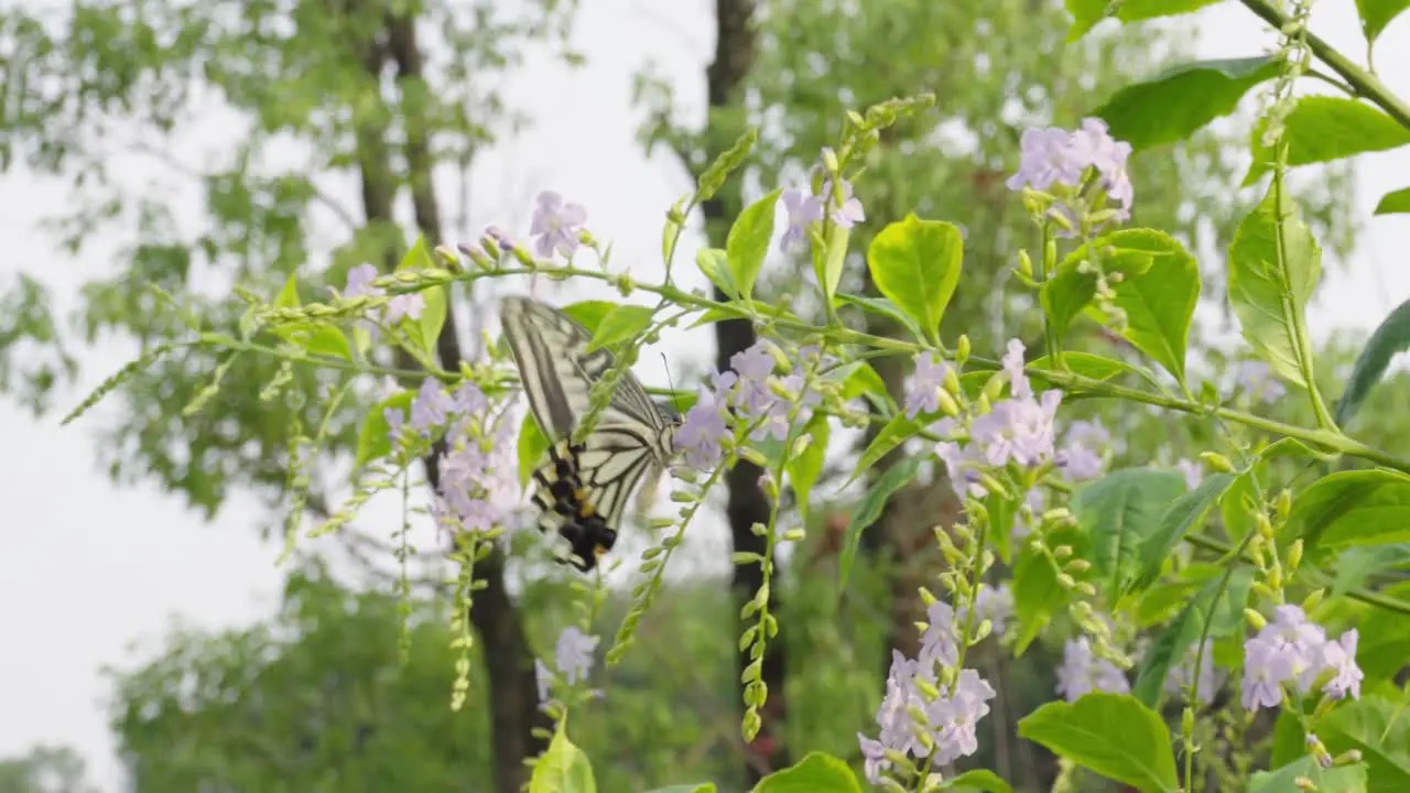 The big butterfly is picking honey