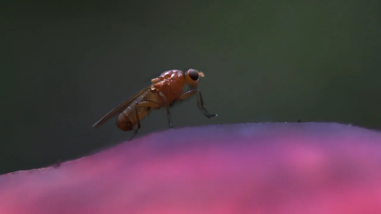 Macro video of a tiny fly rubbing hands and grooming head on a pink mushroom