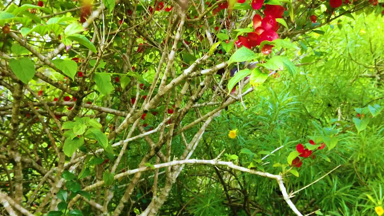 HD Hawaii Kauai slow motion boom up from the bottom of a bush with a few red flowers past more red flowers in the foreground to many red flowers on bushes