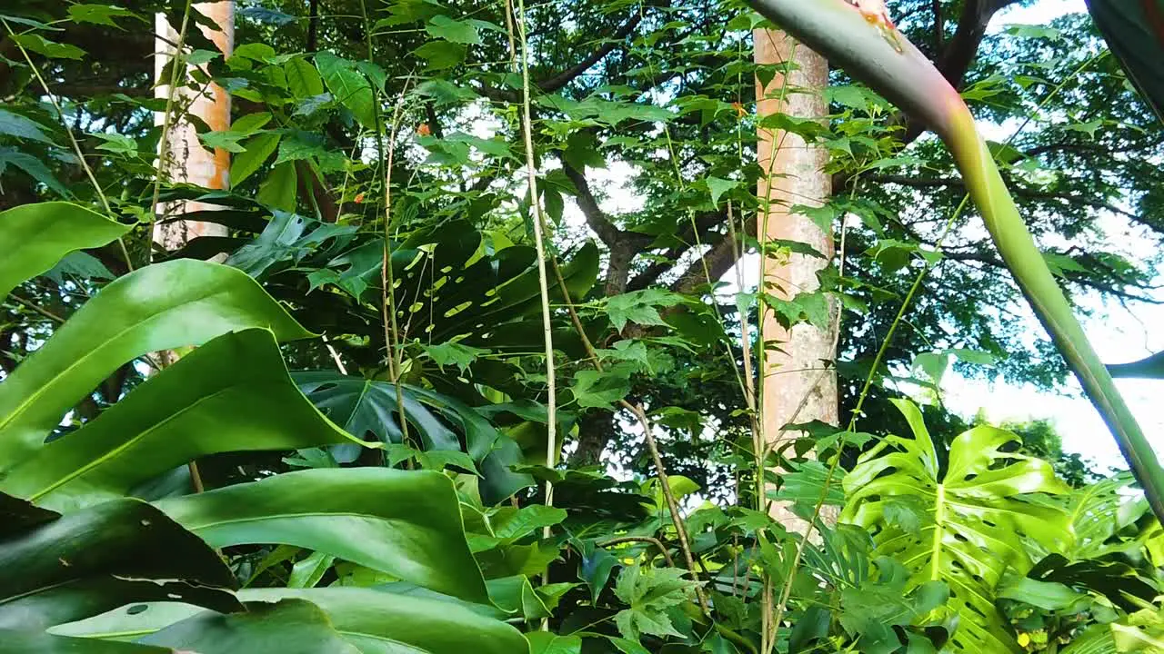 HD Hawaii Kauai slow motion boom up from a lush forest to reveal a bird of paradise flower