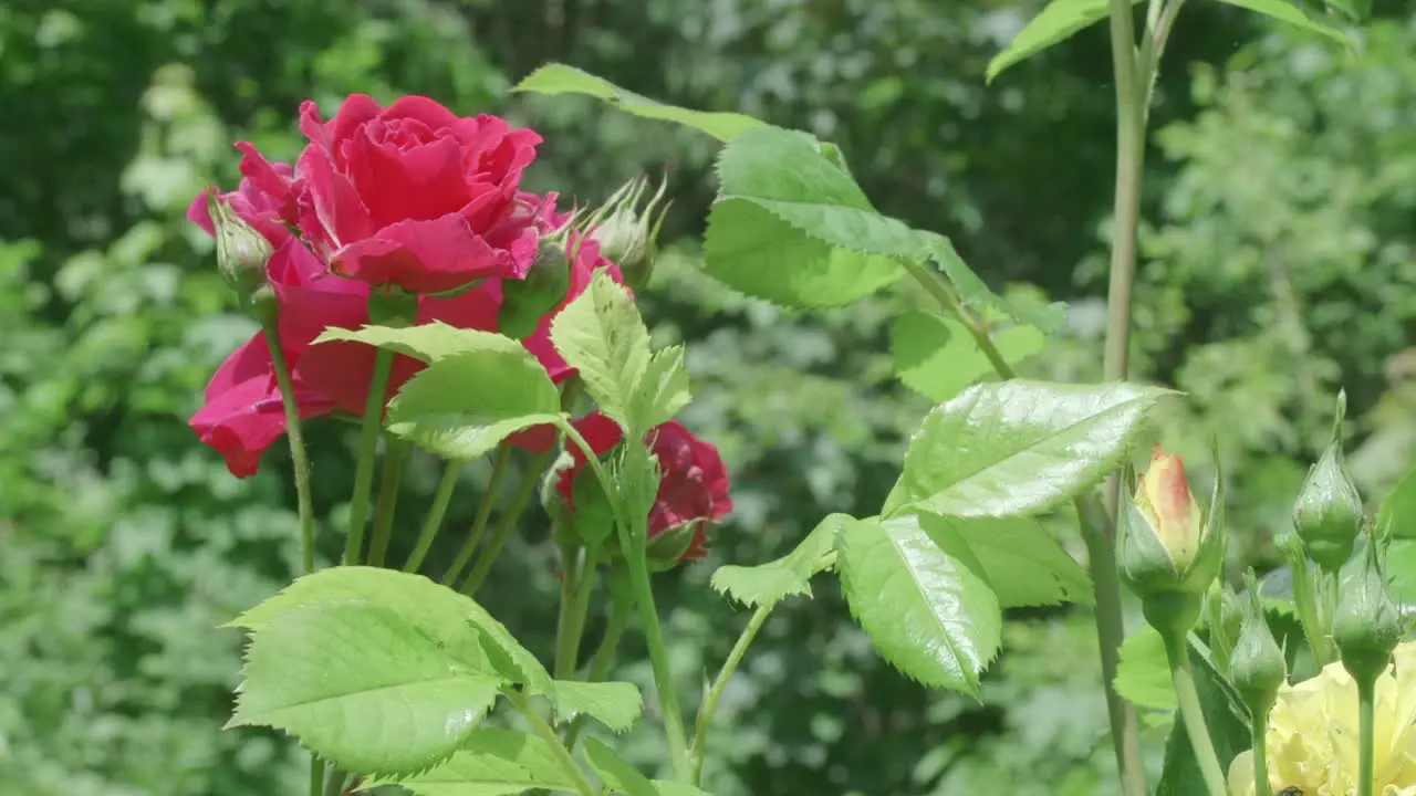 Roses in a garden gently moving in a light breeze