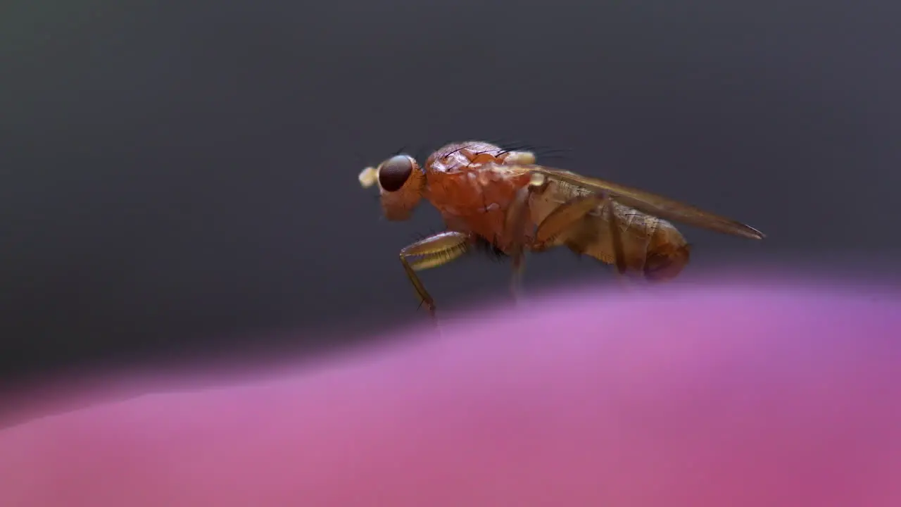 Macro shot of a tiny transparent fly rubbing legs on a pink mushroom