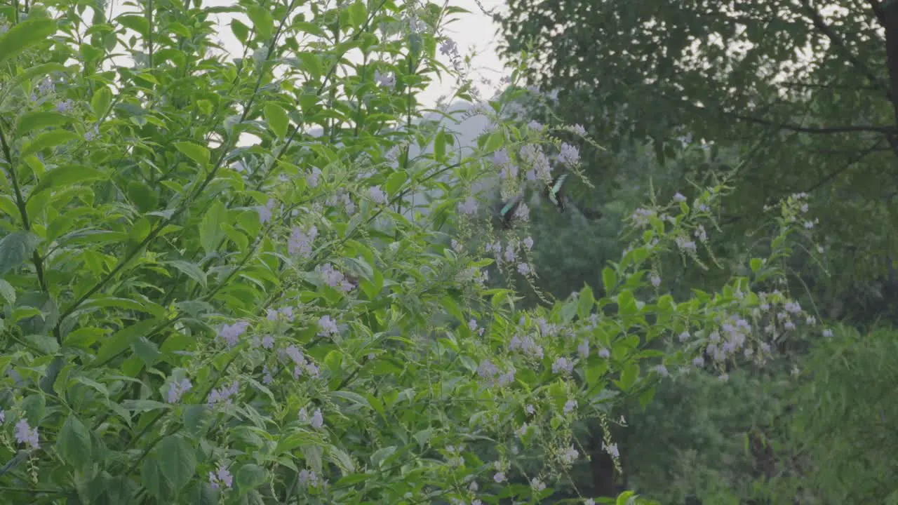 Butterflies and bees busy inside the flowers