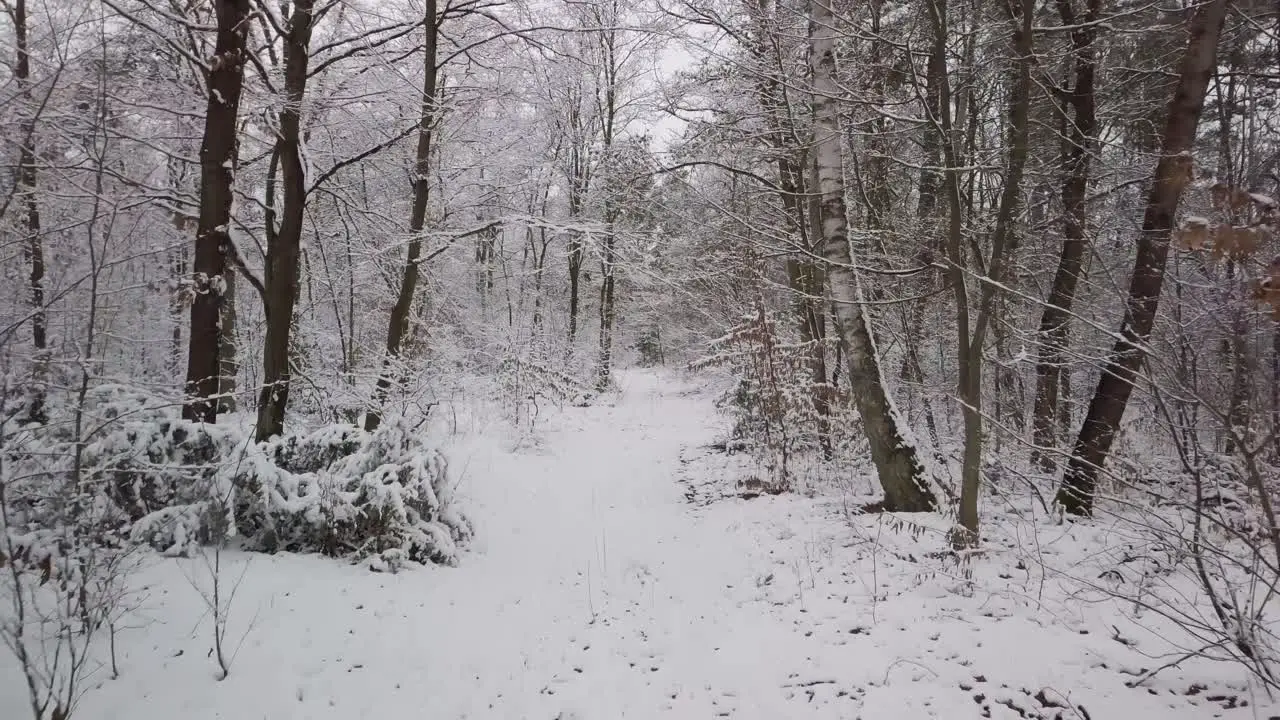 walking alone in the white snow landscape inside natural park forest during winter cold season climate change concept