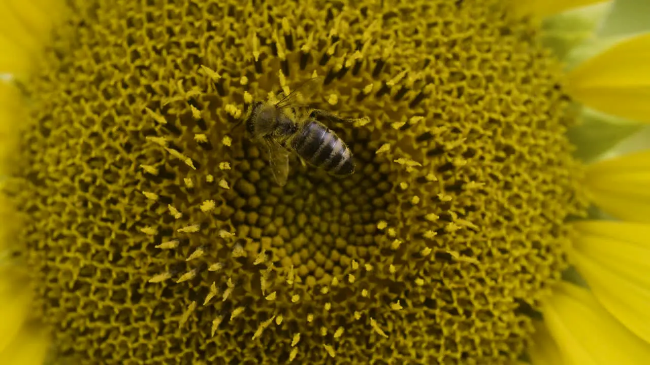 Close-up of a bee pollinating a sunflower covered in pollen while diligently collecting nectar vibrant colors