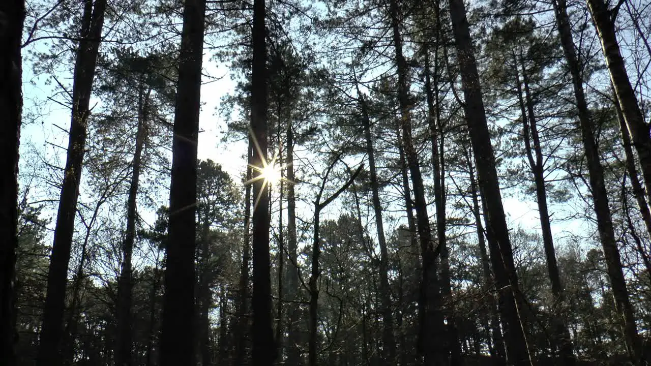 The sun shining through the trees of a scary forest