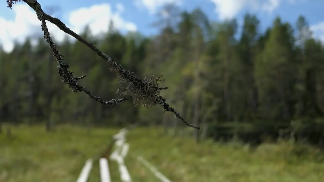 Nature reserve national park swamp duckboards branch with beard lichen Finland