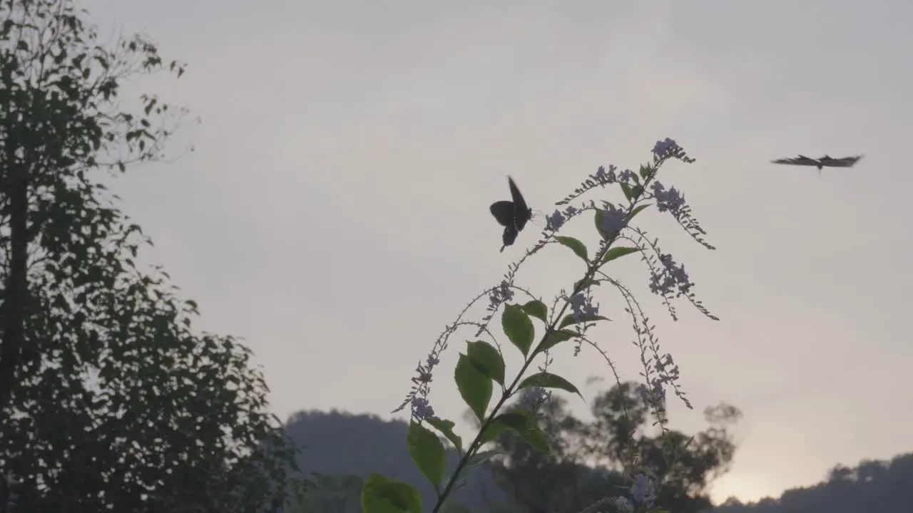 Butterfly still busy in the evening