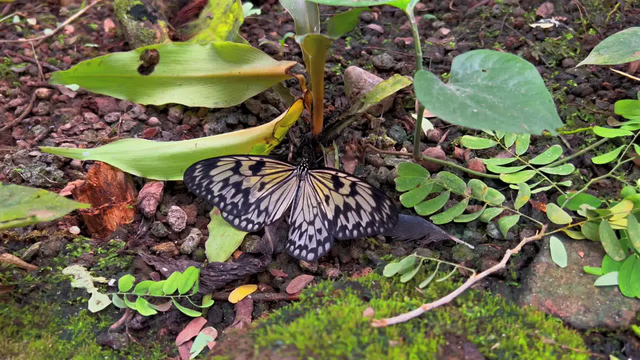 A nice black white butterfly sitzs on a tree leave