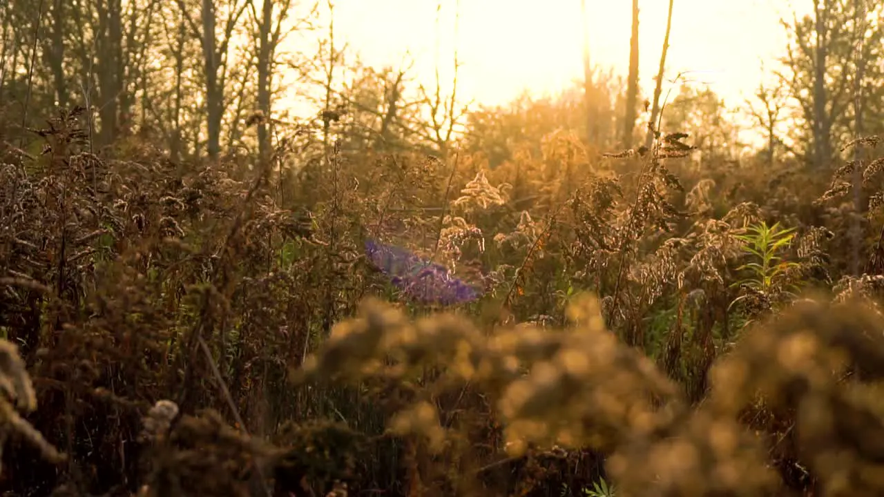 Slow Motion Nature Scenery on Golden Autumn Day between Brown Plants